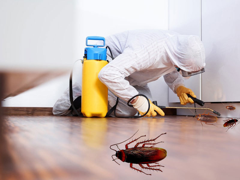 Pest Control Services Delhi | +91 81785 37500
