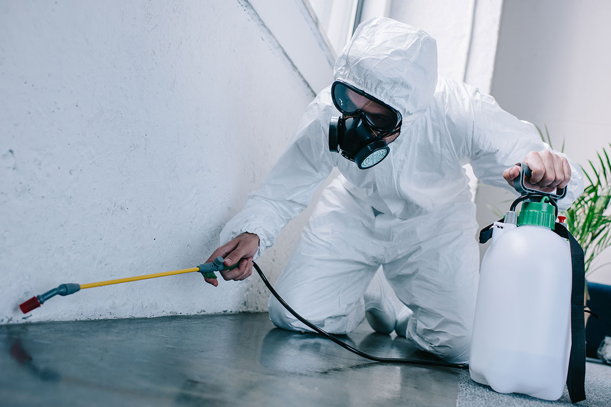 Pest Control Services Delhi | +91 81785 37500